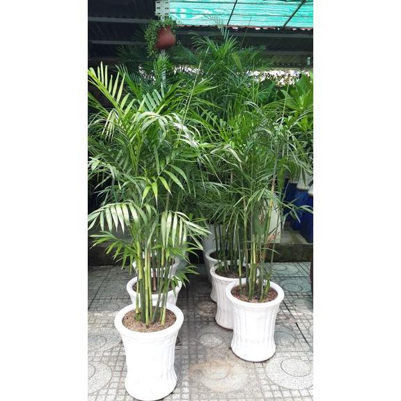 CAU HAWAI , CÂY NỘI THẤT PHONG THỦY
