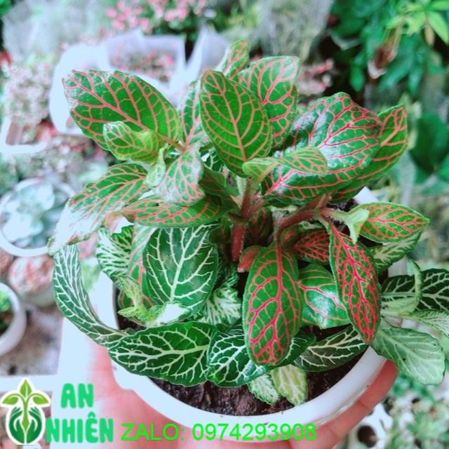 Chậu Cây Cẩm Nhung
