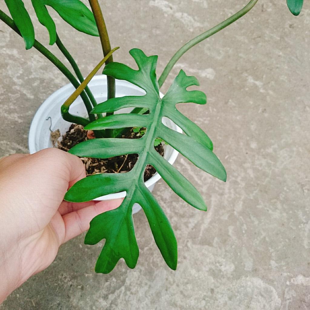 Cây Trầu Bà Mayoi - Philodendron Mayoi - cây cảnh trong nhà trang trí nội thất