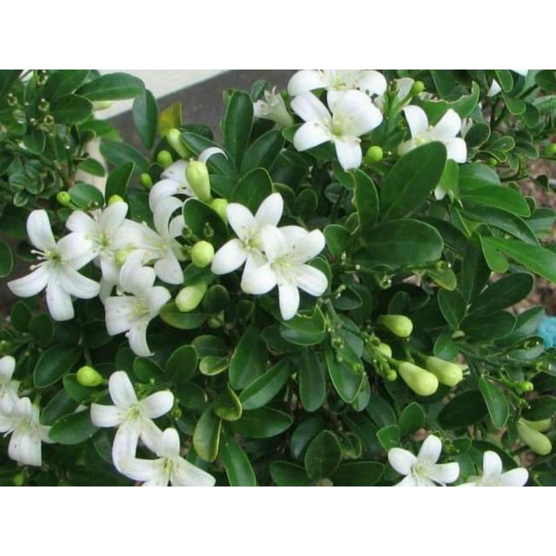 Cây hoa nguyệt quế đẹp cây y hình