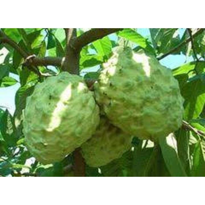 CÂY GIỐNG NA ĐÀI LOAN