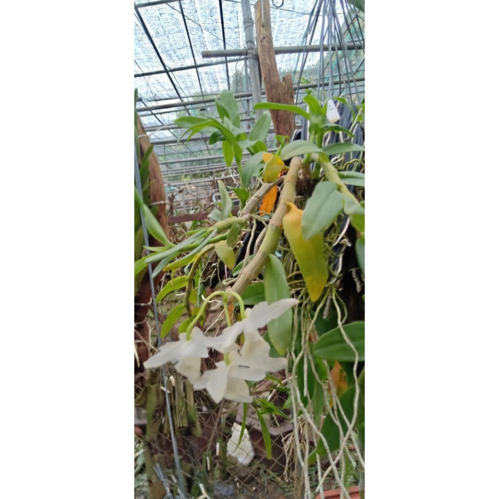 Sản Phẩm Hoa Phong Lan Phi Điệp Trắng Thái