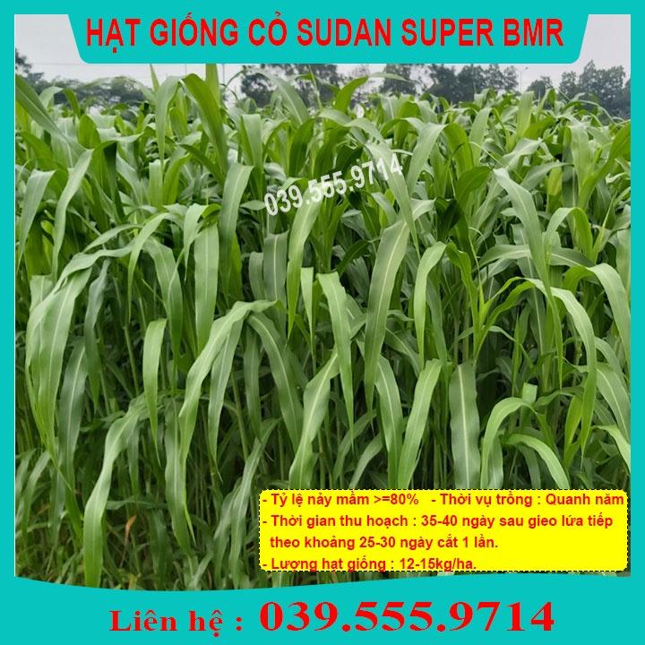 HẠT CỎ CHĂN NUÔI SUDAN SUPER BMR 1KG - CỎ BMR SIÊU NĂNG SUẤT VÀ DINH DƯỠNG