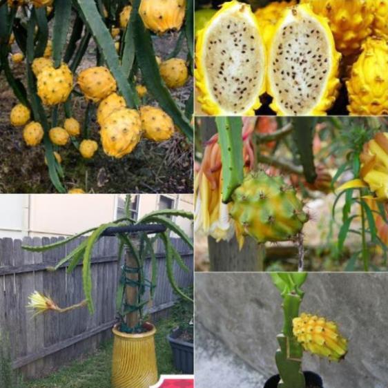 CÂY GIỐNG THANH LONG VỎ VÀNG RUỘT TRẮNG THÁI LAN SIÊU NGỌT, SIÊU QUẢ, CAM KẾT CHUẨN GIỐNG F1