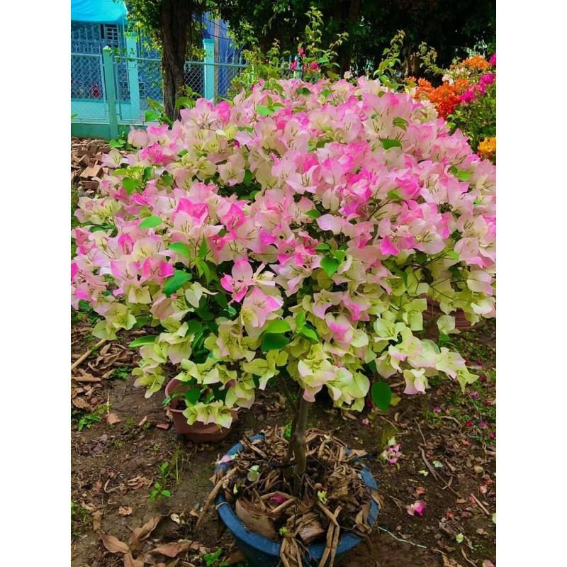 HOA GIẤY PHỚT HỒNG CÂY SẴN HOA