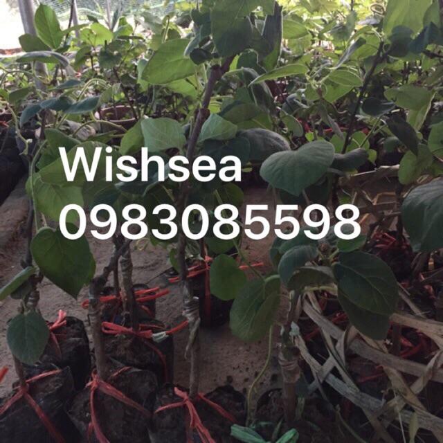 Cây giống kiwi