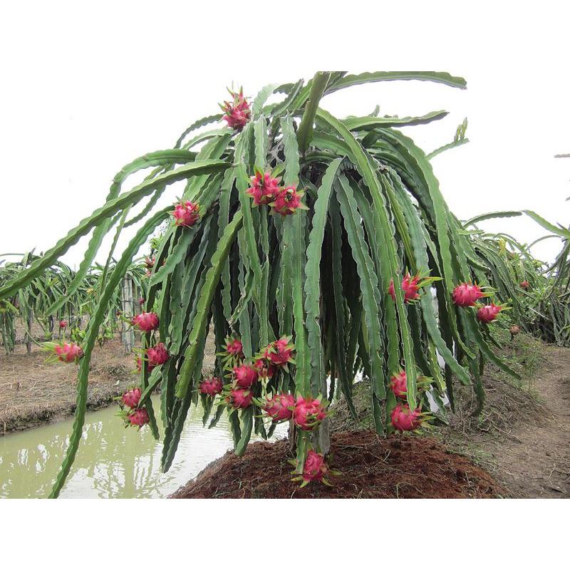CÂY GIỐNG THĂNG LONG RUÔT TRẮNG