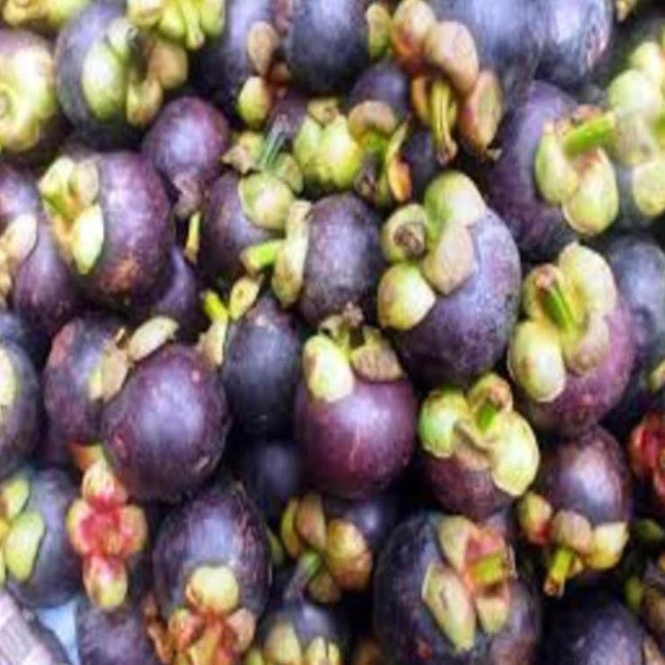 Cây giống măng cụt. Cây giống chuẩn F1 cho năng suất cao
