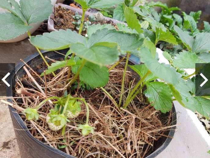 Đất sạch Potting Mix bao 20dm3