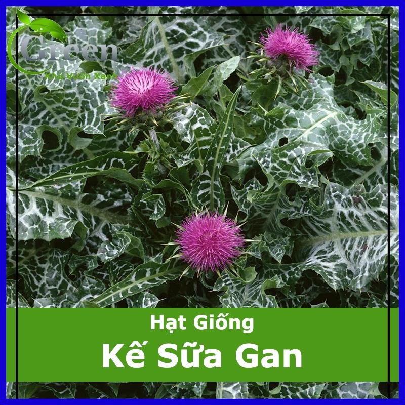 Hạt Giống Kế Sữa Gan Milk Thistle (10 Hạt)