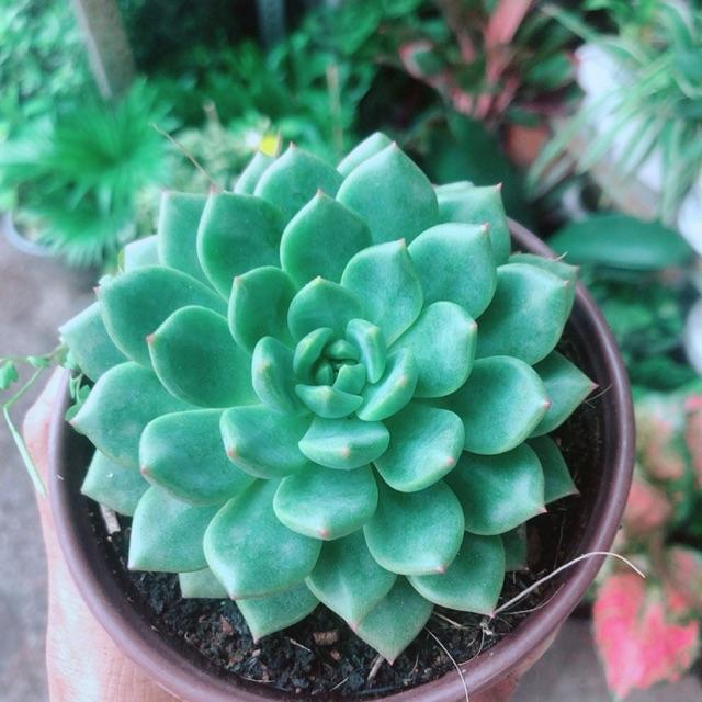 Sen Đá Bánh Bao Xanh