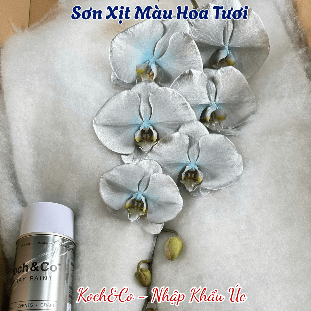 Sơn Xịt Lá Màu Bạc Silver của Úc là Sơn Xịt Hoa &amp; Lá Cây Chuyên Dụng Hiệu Koch &amp; Co, Australia, mùi thơm dịu nhẹ