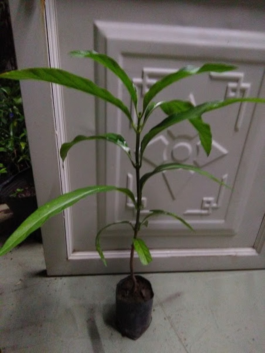 Cây nhàu giống
