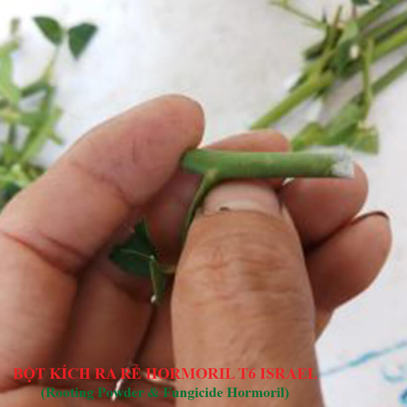 Bột kích ra rễ Hormoril 6 Israel túi 500gr dành cho các loại cây thân gỗ, hoa hồng, bông giấy,... Bột kích ra rễ siêu nhanh, hỗ trợ bộ rễ khoẻ hơn cứng cáp hơn. Giúp quá trình giâm và chiết cành hiệu quả hơn