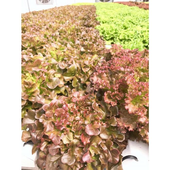 Hạt giống rau xà lách sồi đỏ OAKLEAF CT105 - Gói 2gram