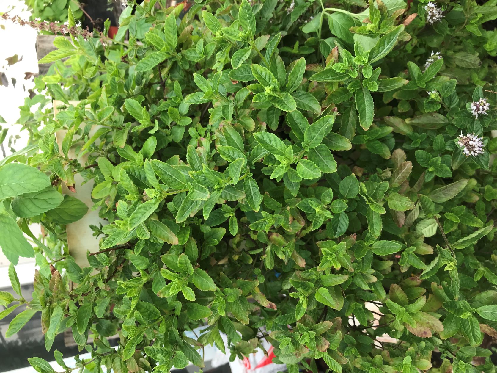 Hạt giống cây sương sáo- gói 100 hạt