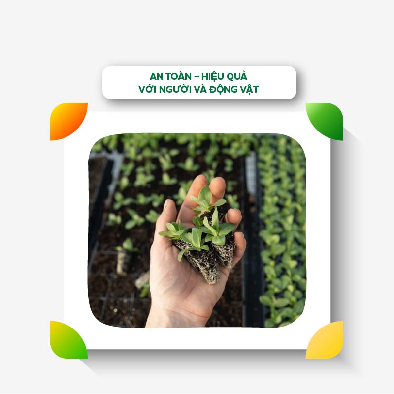 Phân Bón Sinh Học Ecom Kích Ra Hoa Đậu Trái, Tăng Trưởng Toàn Diện Cho Cây Tăng Năng Suất - Vi Sinh 1 Lít