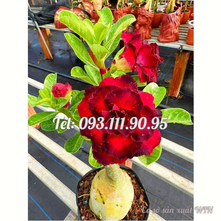 Hạt giống hoa sứ Thiên Vương cánh đỏ viền đen hoa to - Bịch 10 hạt – Mã số 2087
