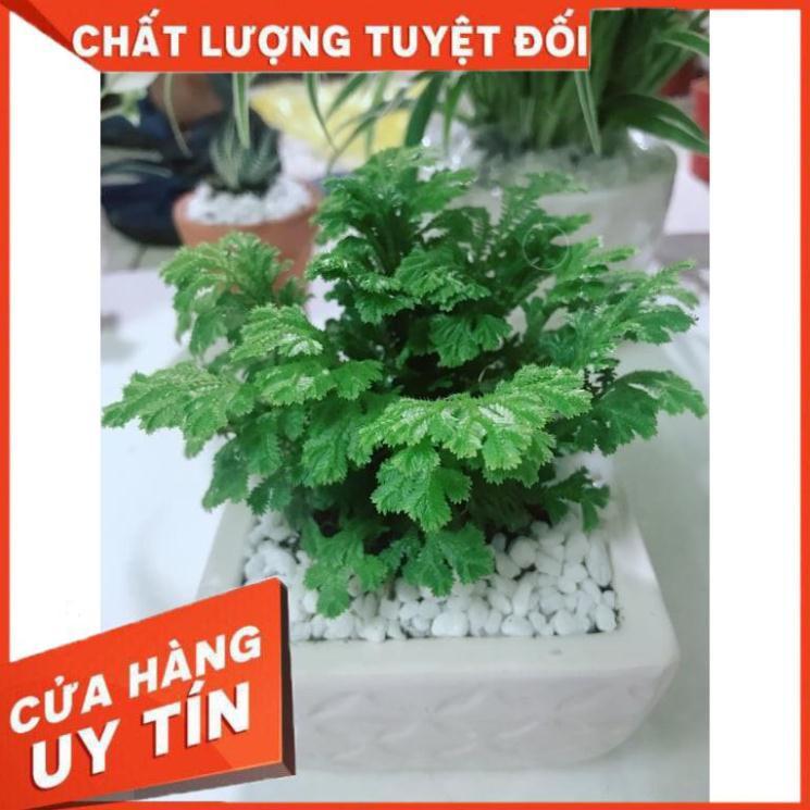 Chậu cây dương sỉ nhật mini Nhiều Người Mua