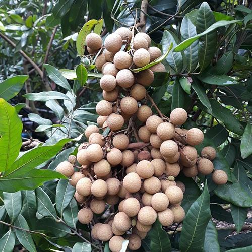 Cây giống Nhãn Hương Chi. .