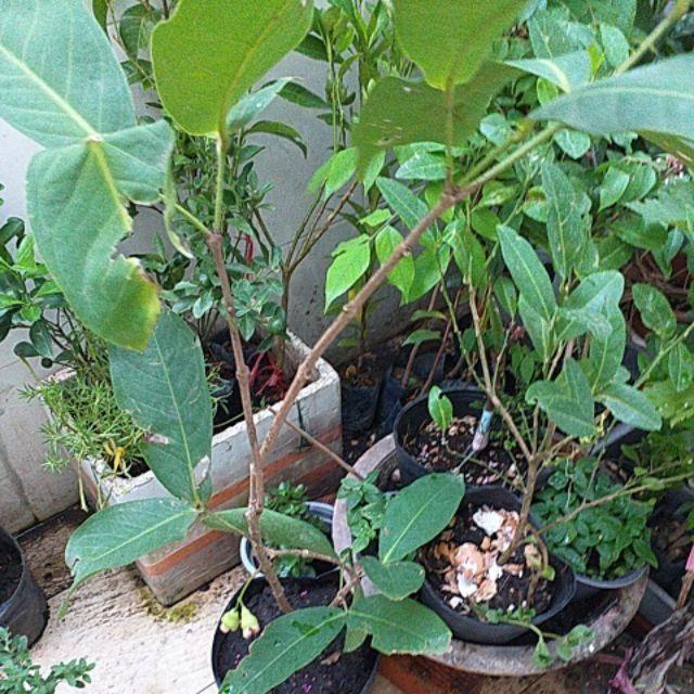 Cây mận An phước bầu to. Ra quả sớm