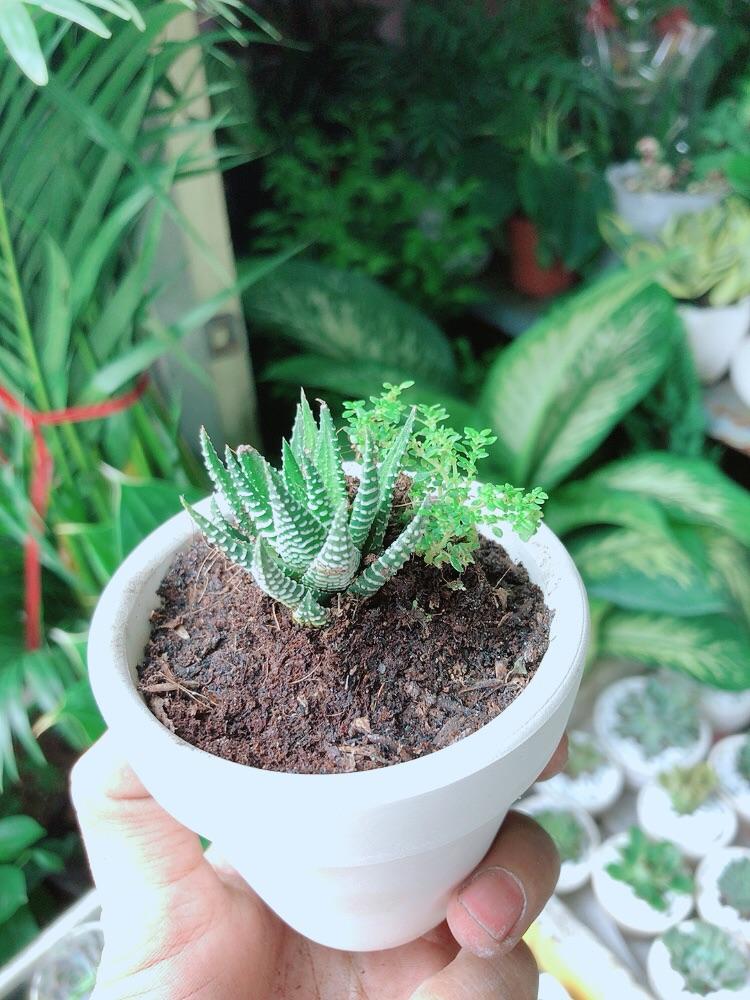 Chậu Cây Xương Rồng Mini