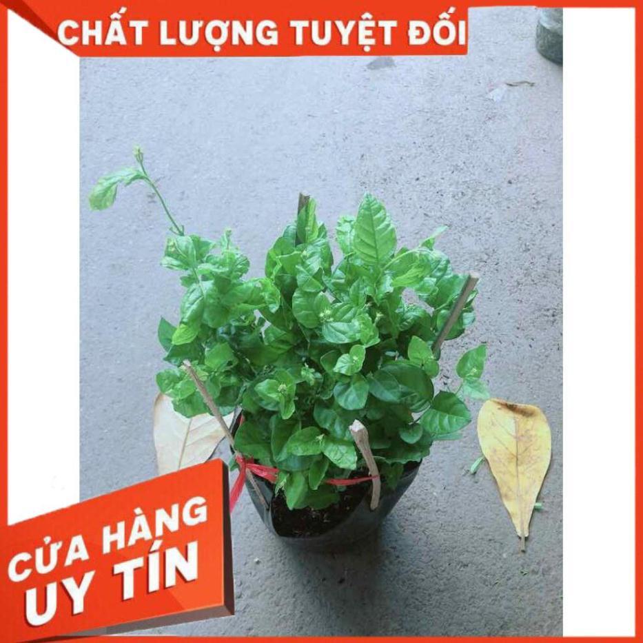 Hoa Nhài Thơm Nhiều Người Mua