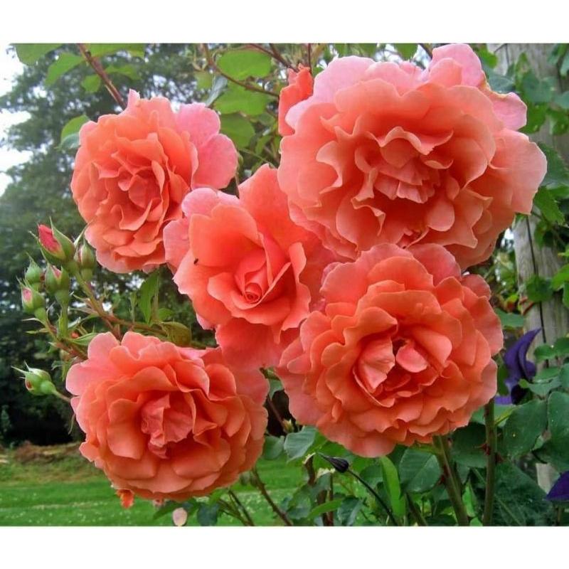 Alibaba Rose - hoa hồng leo nguyên bản nhập ngoại