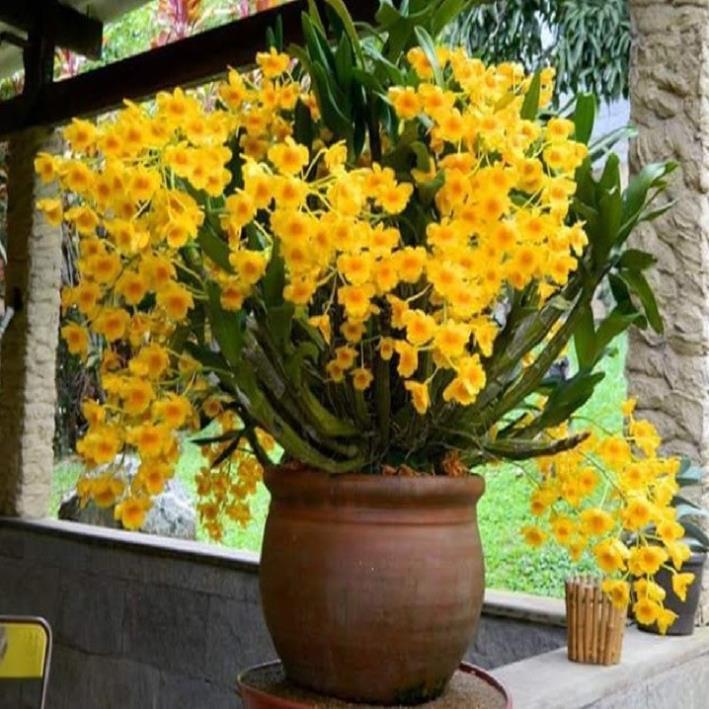 CHẬU LAN HOÀNG LẠP HÀNG THUẦN, HOA THƠM ĐẸP