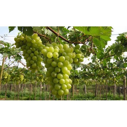 CÂY GIỐNG NHO XANH NINH THUẬN CHUẨN GỐC, SIÊU QUẢ , SIÊU NGON, SIÊU KINH TẾ, CAM KẾT GIỐNG CHUẨN F1 - CGNXNT