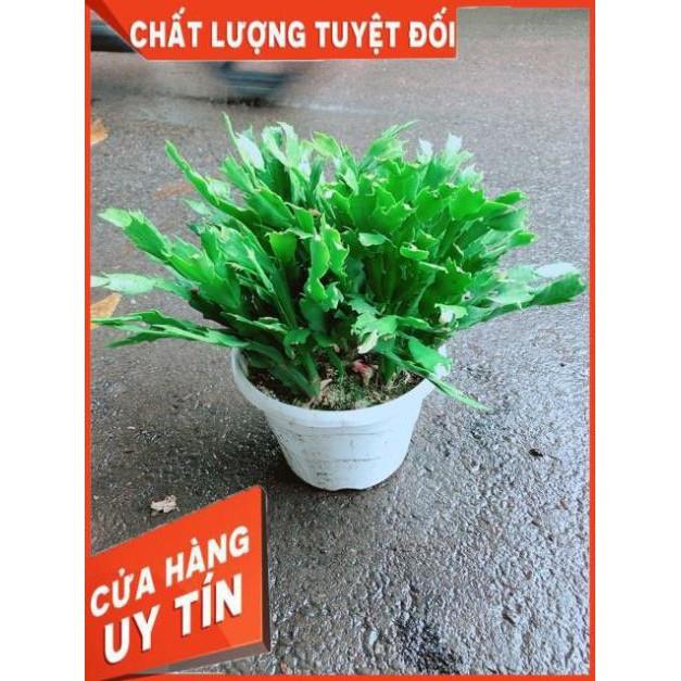 Chậu Hoa Quỳnh