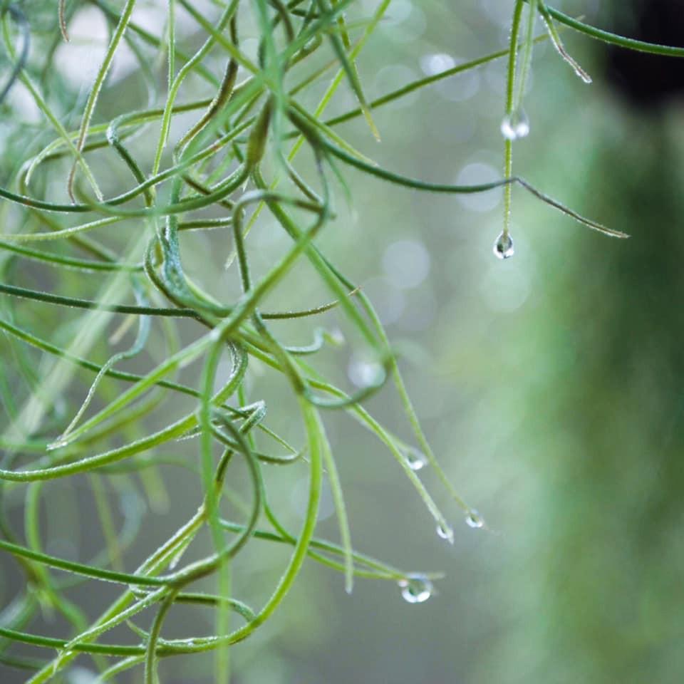 Cây Không Khí ( Tillandsia Usneoides )