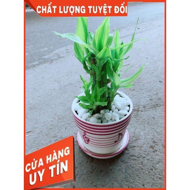 Chậu Trúc Phát Tài