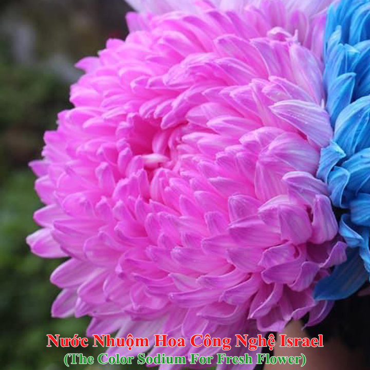 Dung Dịch Nhuộm Hoa Cắt Cành Đổi Màu theo Công Nghệ Israel giúp hoa nhuộm đổi màu theo ý muốn – The Color Sodium for Fresh Flowers
