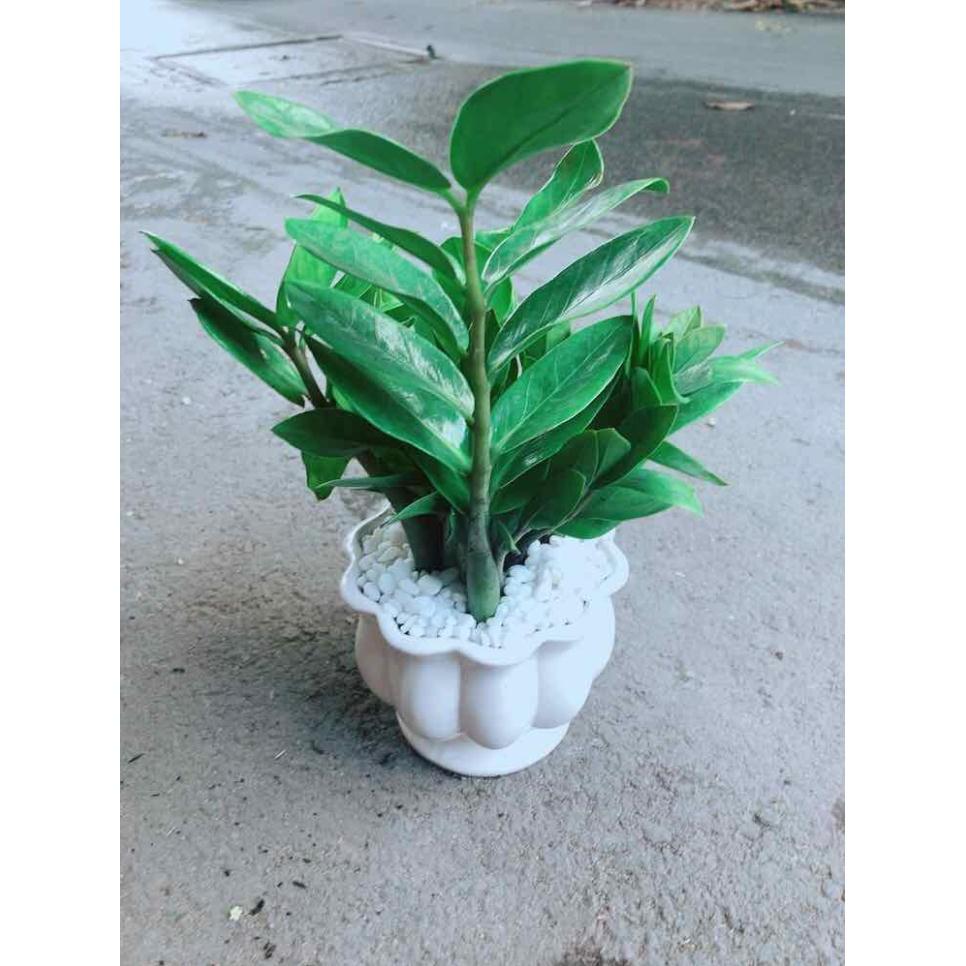 Chậu Kim Tiền Bán Chạy