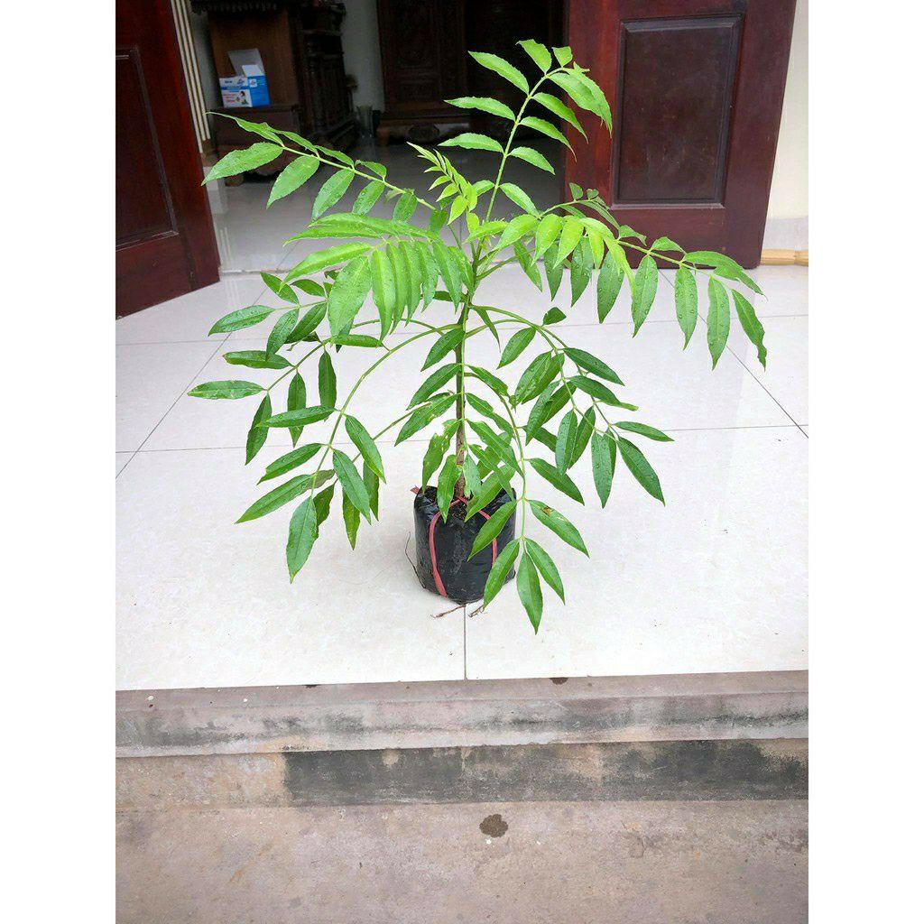 Cây cóc thái ra quả siêu sớm