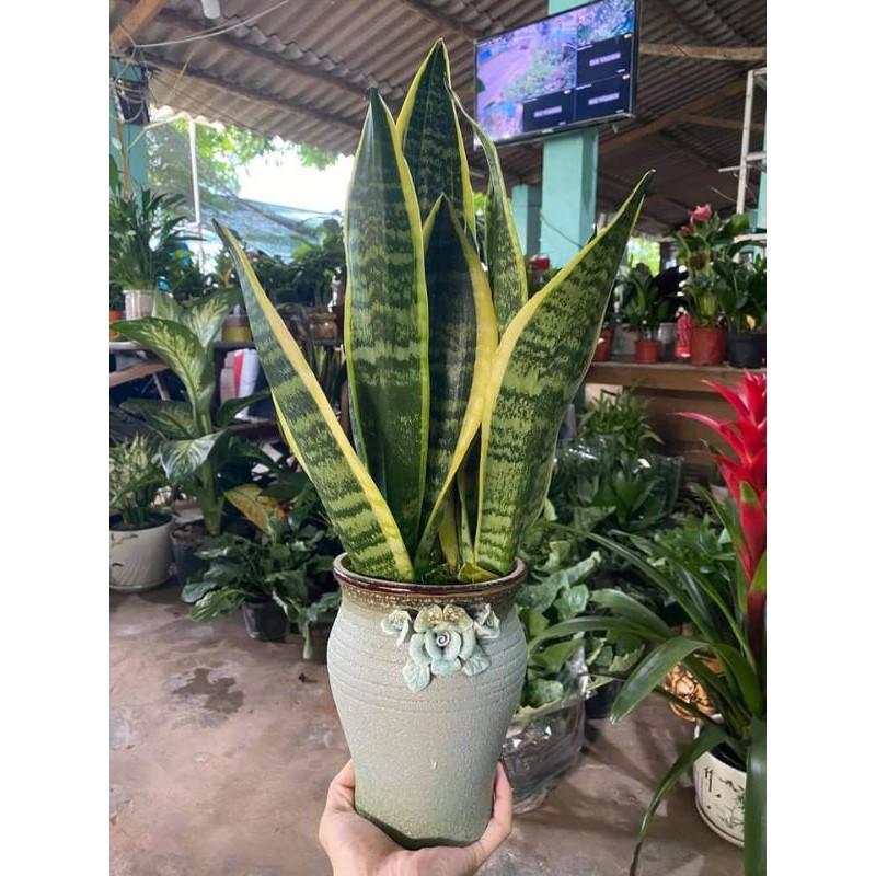 Sản phẩm CÂY LƯỠI HỔ MI NI