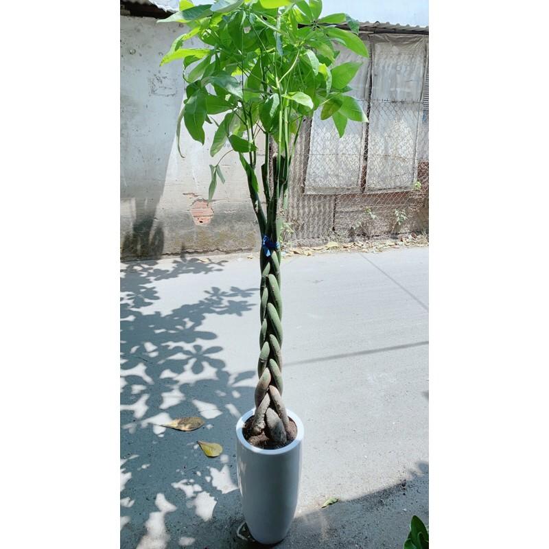 Chậu Cây Kim Ngân Lớn