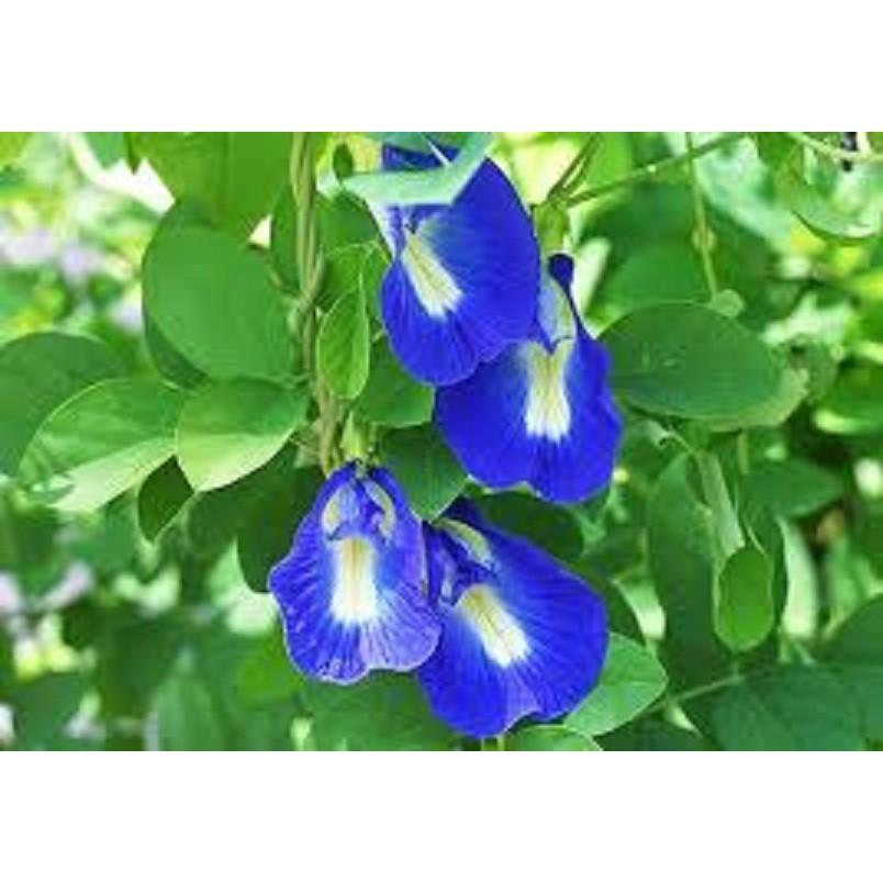 CÂY HOA LEO ĐẬU BIẾC - GỬI ĐI NGUYÊN CHẬU - SIZE LỚN - HOA ĐẸP LUNG LINH