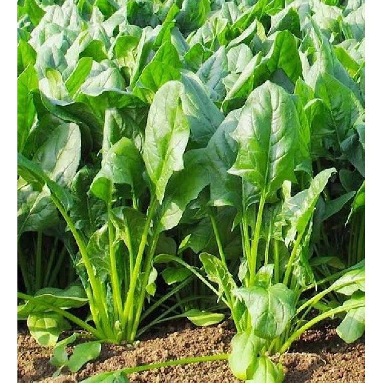 Combo 3 gói cải bó xôi - rau cải chân vịt