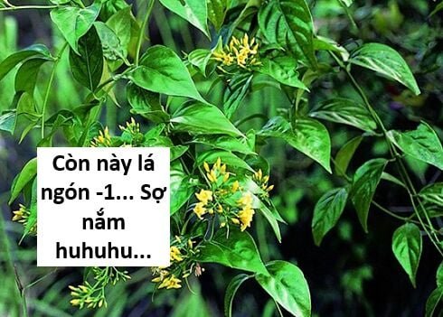 sự lụi tàn của usuzumi chapter 117 97