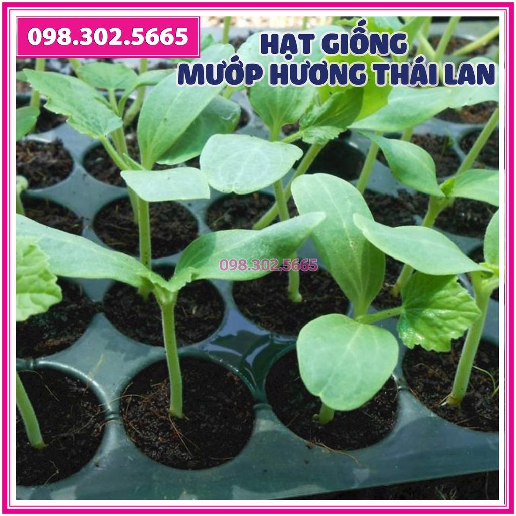 10 Hạt giống mướp hương 7 lá thái lan F1 cao sản - hạt giống chất lượng tốt, năng suất cao