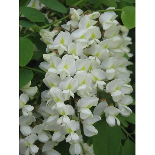 CÂY GIỐNG CÂY HOA HÒE ,CAM KẾT GIỐNG CHUẨN F1 - CGCHHHH