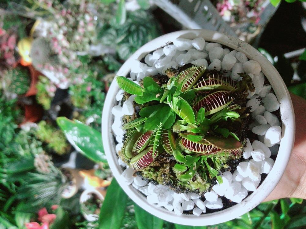 Chậu cây Bắt Mồi