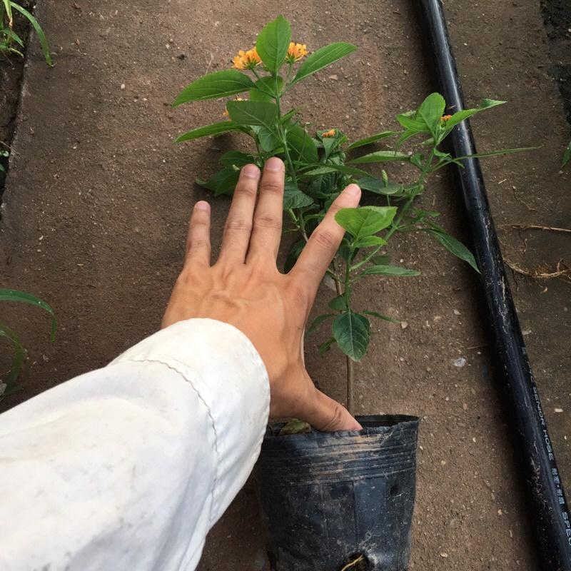 Cây hoa ngũ sắc cam cao 20-25cm thích hợp trang trí ban công , sân vườn,tiểu cảnh ...