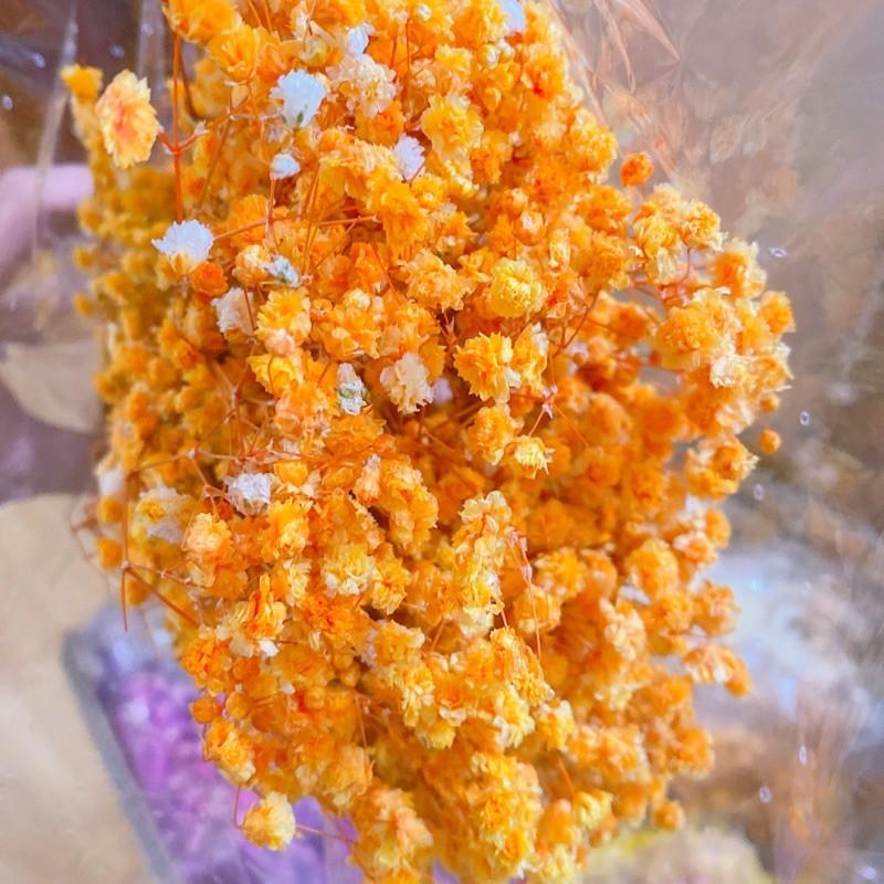 Hoa Baby Bloom trắng tinh khôi Gypsophila hoa khô trang trí phòng