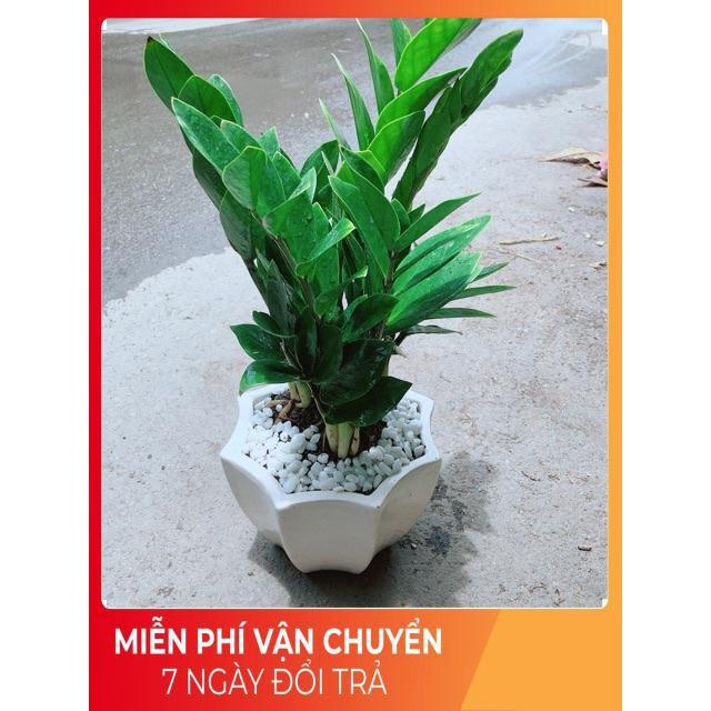 Chậu Kim Tiền