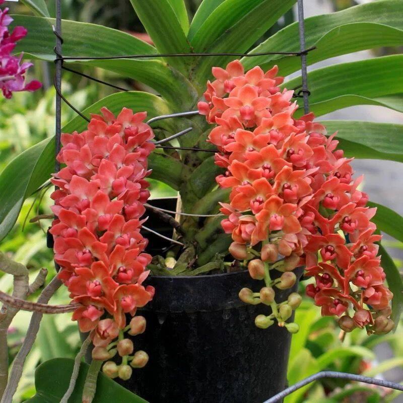 Phân tan chậm thông minh Rynan Flowermate 200 NPK 31-08-08 chuyên dùng cho phong lan cây cảnh