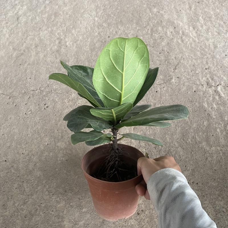 Cây bàng singapore mini để bàn lá to sức sống khoẻ mang ý nghĩa phong thuỷ tốt