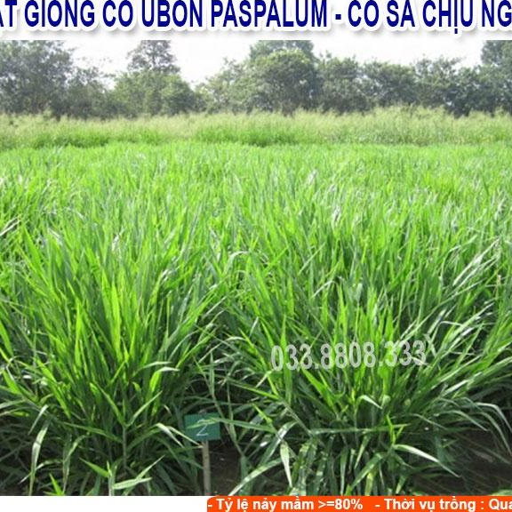 Hạt giống cỏ Ubon Paspalum - Cỏ xả chịu ngập gói 50g - Hạt Giống Cỏ Chăn Nuôi Trâu-bò-dê-cừu-cá